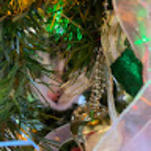 Meet your Posher, Maia